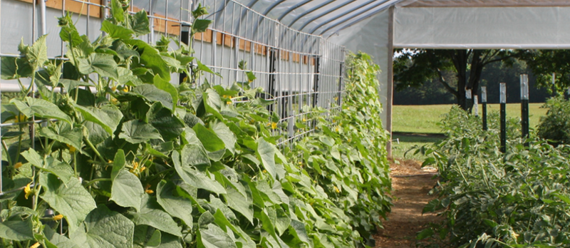 FarmTek GrowSpan Gothic Premium High Tunnel Greenhouse System